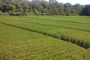 Soybean plantings for research at the AgREC at Milan, TN